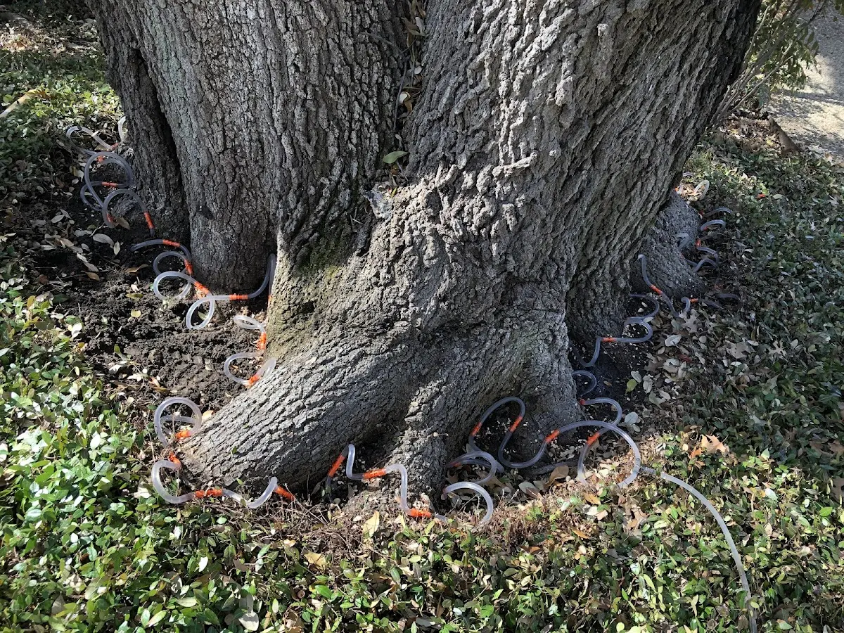 Detailed Tree Cabling and Bracing job site in Amberg