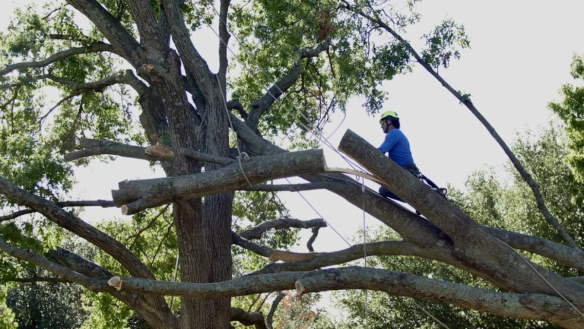 Professional Crown Thinning performed by certified arborists in Amberg